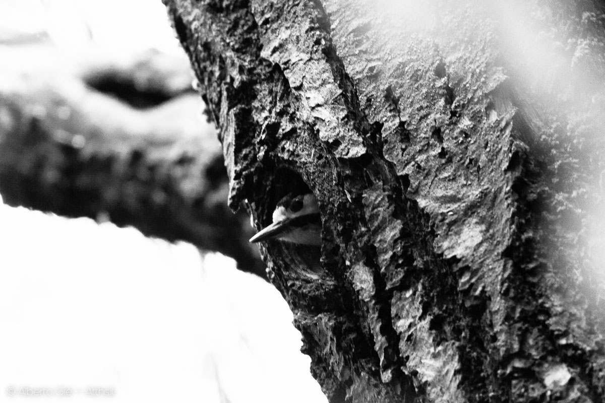 Picchio rosso maggiore nel nido - Campo della Ghina - © Alberto Giè
