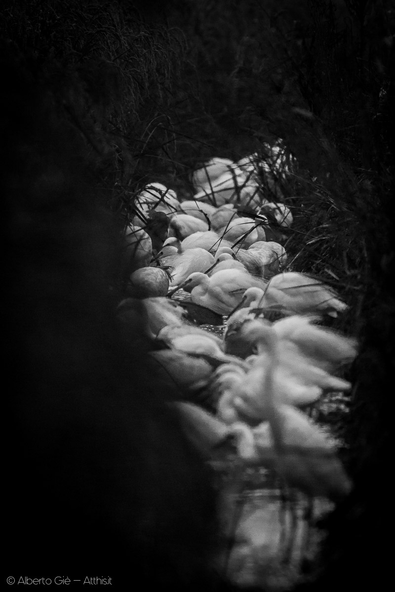 In uan risaia in asciutta un folto gruppo di aironi e garzette si Ã¨ riunito alla ricerca di cibo - © Alberto Giè