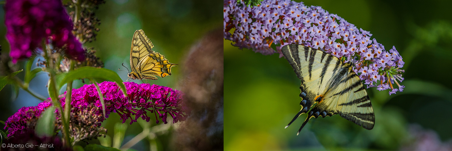 Giardino delle farfalle - Campo della Ghina ospita tra le specie di farfalle macaone, podalirio, vanesse e sfingi del galio